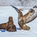 Mäusebussarde (Buteo buteo) streiten sich um Futter