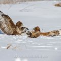 Mäusebussarde (Buteo buteo) streiten sich um Futter