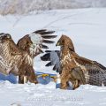 Mäusebussarde (Buteo buteo) streiten sich um Futter