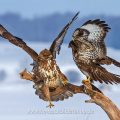 Mäusebussarde (Buteo buteo) streiten sich um Futter