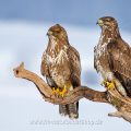 Mäusebussarde (Buteo buteo)