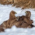 Mäusebussarde (Buteo buteo) streiten sich um Futter