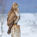 Mäusebussard (Buteo buteo)