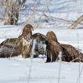 Mäusebussarde (Buteo buteo) streiten sich um Futter