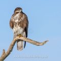 Mäusebussard (Buteo buteo)