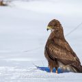 Mäusebussard (Buteo buteo)