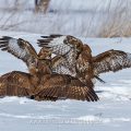 Mäusebussarde (Buteo buteo) streiten sich um Futter