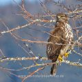 Mäusebussard (Buteo buteo)