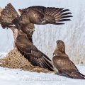 Mäusebussarde (Buteo buteo) streiten sich um Futter