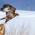 Mäusebussard (Buteo buteo)