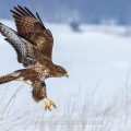 Mäusebussard (Buteo buteo)
