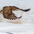Mäusebussard (Buteo buteo)