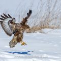 Mäusebussard (Buteo buteo)