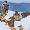 Mäusebussarde (Buteo buteo) streiten sich um Futter