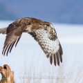Mäusebussard (Buteo buteo)