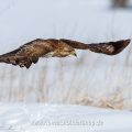 Mäusebussard (Buteo buteo)