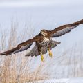 Mäusebussard (Buteo buteo)
