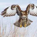 Mäusebussard (Buteo buteo)