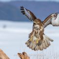 Mäusebussard (Buteo buteo)