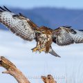 Mäusebussard (Buteo buteo)