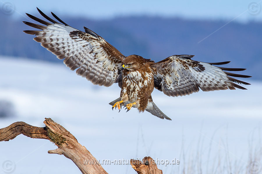 Mäusebussard (Buteo buteo)