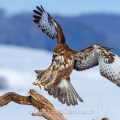 Mäusebussard (Buteo buteo)