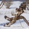 Mäusebussarde (Buteo buteo) streiten sich um Futter