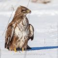 Mäusebussard (Buteo buteo)