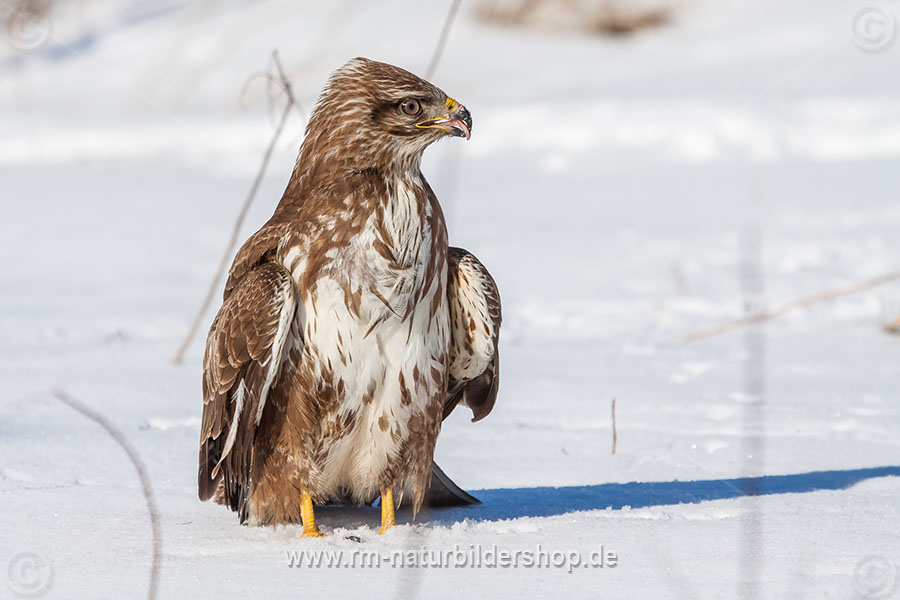 Mäusebussard (Buteo buteo)