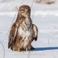 Mäusebussard (Buteo buteo)