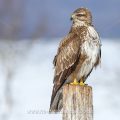 Mäusebussard (Buteo buteo)