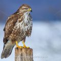 Mäusebussard (Buteo buteo)