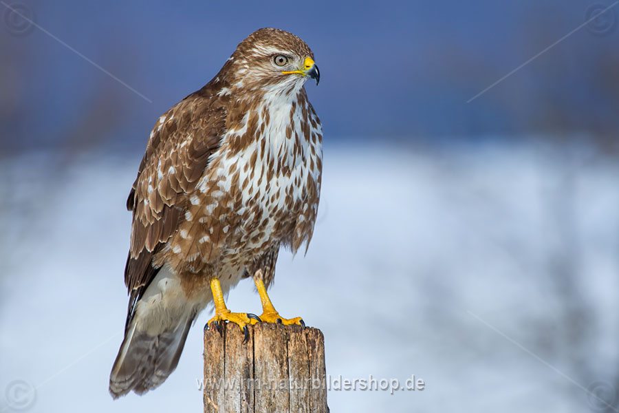 Mäusebussard (Buteo buteo)