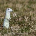 Hermelin (Mustela erminea)