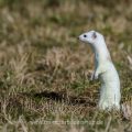 Hermelin (Mustela erminea)