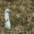 Hermelin (Mustela erminea)