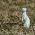 Hermelin (Mustela erminea)