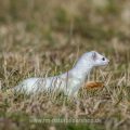 Hermelin (Mustela erminea)