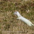 Hermelin (Mustela erminea)