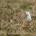 Hermelin (Mustela erminea)