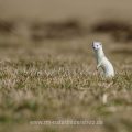 Hermelin (Mustela erminea)