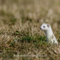 Hermelin (Mustela erminea)