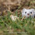 Hermelin (Mustela erminea)