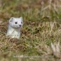Hermelin (Mustela erminea)