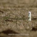 Hermelin (Mustela erminea)