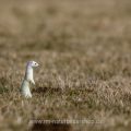 Hermelin (Mustela erminea)