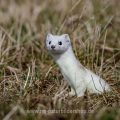 Hermelin (Mustela erminea)