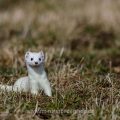 Hermelin (Mustela erminea)