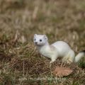 Hermelin (Mustela erminea)