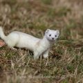 Hermelin (Mustela erminea)